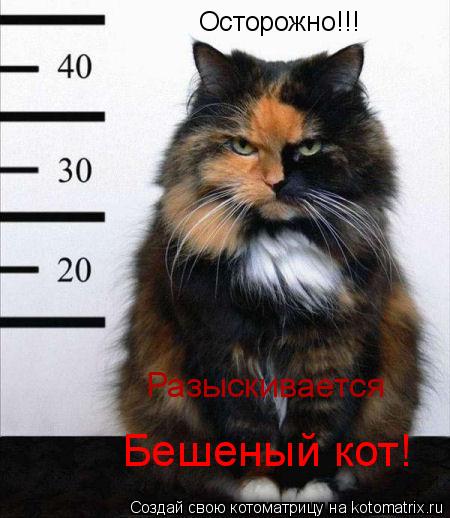 Осторожно!!! Бешеный кот! Разыскивается... Котоматрица: Осторожно!!! Бешеный кот! Разыскивается