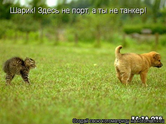 Шарик! Здесь не порт, а ты не танкер!... Котоматрица: Шарик! Здесь не порт, а ты не танкер!