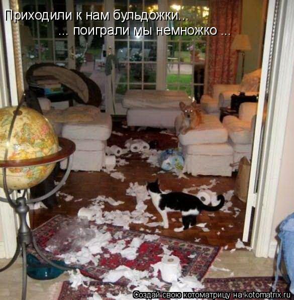 Приходили к нам бульдожки... ... поиграли мы немножко ...... Котоматрица: Приходили к нам бульдожки... ... поиграли мы немножко ...