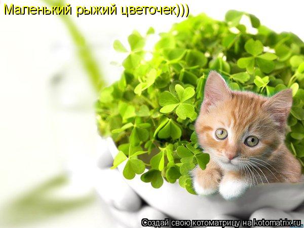 Котоматрица: Маленький рыжий цветочек)))