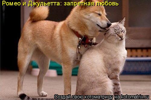 Ромео и Джульетта: запретная любовь... Котоматрица: Ромео и Джульетта: запретная любовь