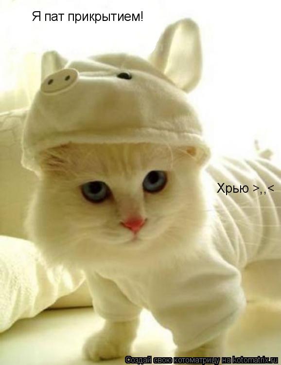 Котоматрица: Я пат прикрытием! Хрью >,,<