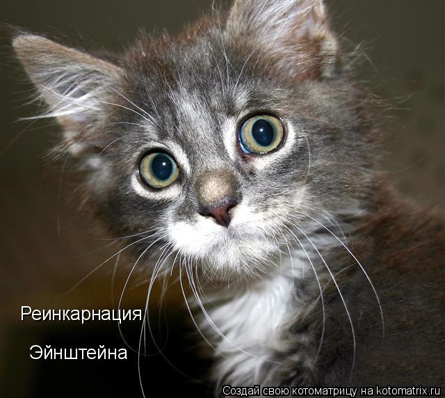 Котоматрица: Реинкарнация Эйнштейна