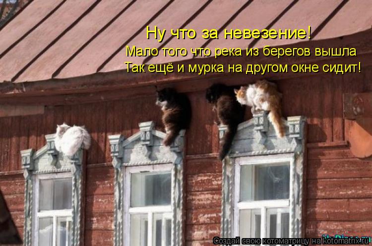 Котоматрица: Так ещё и мурка на другом окне сидит! Мало того что река из берегов вышла Ну что за невезение!