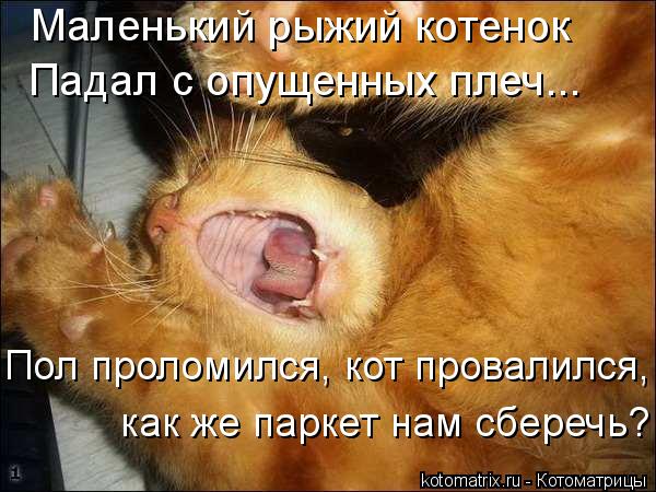 Котоматрица: Маленький рыжий котенок  Падал с опущенных плеч... Пол проломился, кот провалился,  как же паркет нам сберечь?