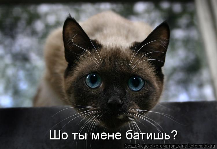 Котоматрица: Шо ты мене батишь?