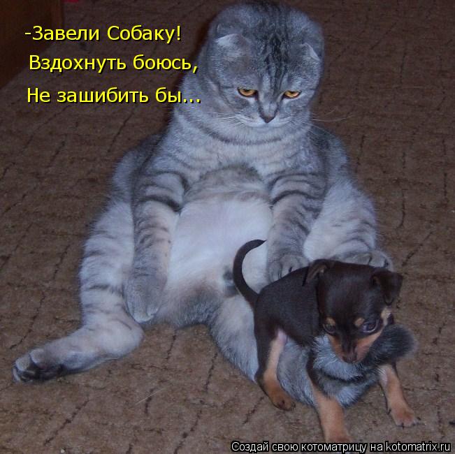 -Завели Собаку! Вздохнуть боюсь, Не зашибить бы...... Котоматрица: -Завели Собаку! Вздохнуть боюсь, Не зашибить бы...