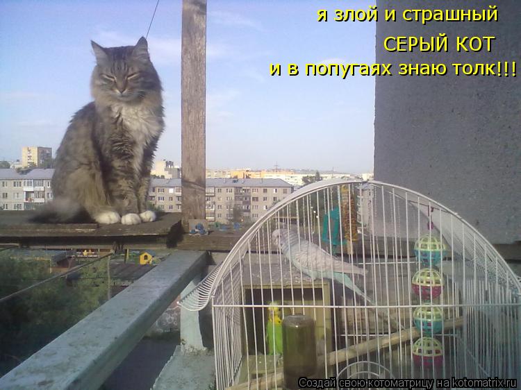 Котоматрица: я злой и страшный СЕРЫЙ КОТ и в попугаях знаю толк !!!