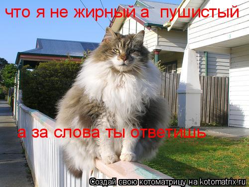 Котоматрица: что я не жирный а  пушистый а за слова ты ответишь