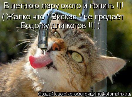 Котоматрица: В летнюю жару охото и попить !!! ( Жалко что " Вискас " не продаёт   Водо*ку для котов !!! )