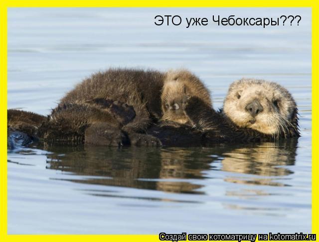 Котоматрица: ЭТО уже Чебоксары???