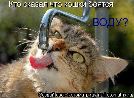 Котоматрица: Кто сказал что кошки боятся ВОДУ?