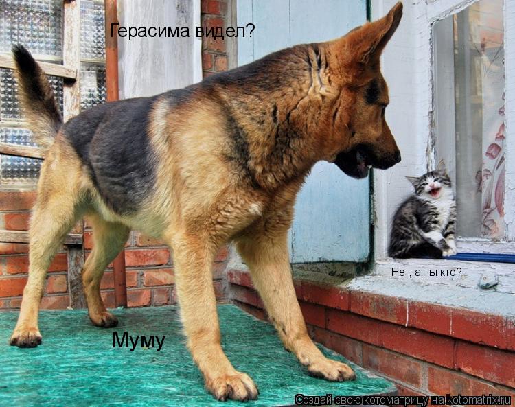 Герасима видел? Нет, а ты кто? Муму... Котоматрица: Герасима видел? Нет, а ты кто? Муму