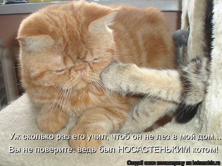 Уж сколько раз его учил, чтоб он не лез в мой дом... Вы не поверите: ведь был НОСАСТЕНЬКИМ котом!... Котоматрица: Уж сколько раз его учил, чтоб он не лез в мой дом... Вы не поверите: ведь был НОСАСТЕНЬКИМ котом!