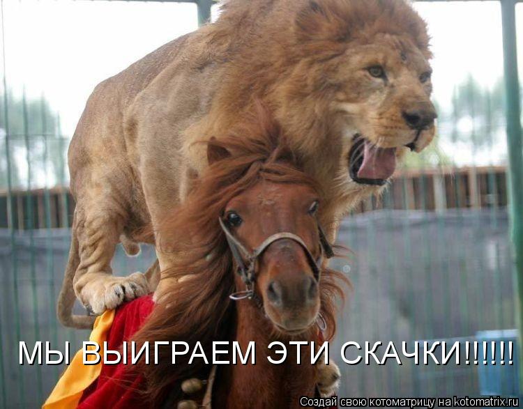 Котоматрица: МЫ ВЫИГРАЕМ ЭТИ СКАЧКИ!!!!!!