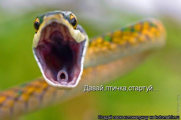 Котоматрица: Давай,птичка,стартуй...