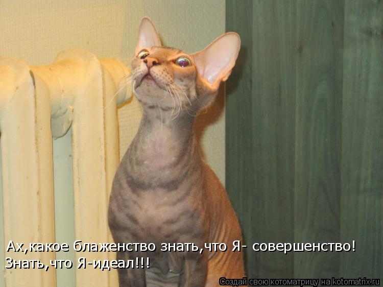 Котоматрица: Ах,какое блаженство знать,что Я- совершенство!  Знать,что Я-идеал!!! Знать,что Я-идеал!!!