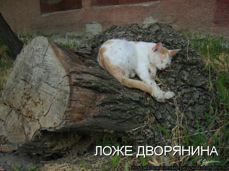 Котоматрица: ЛОЖЕ ДВОРЯНИНА