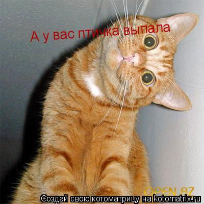 Котоматрица: А у вас птичка выпала