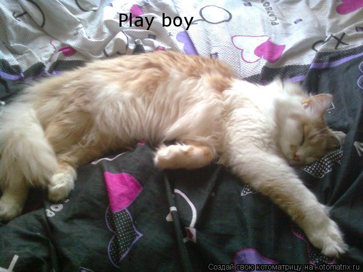 Котоматрица: Play boy
