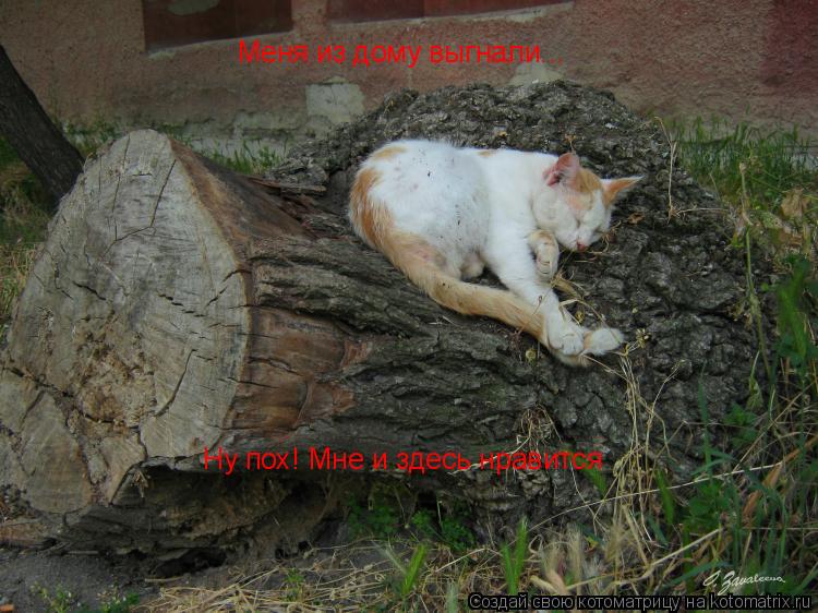 Котоматрица: Меня из дому выгнали... Ну пох! Мне и здесь нравится