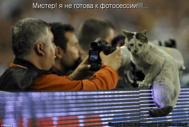 Мистер! я не готова к фотосессии!!!...... Котоматрица: Мистер! я не готова к фотосессии!!!...