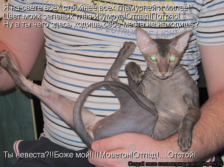 Котоматрица: Я на свете всех стройнее,всех гламурней и милее! Цвет моих зеленых глаз-изумруд!Отпад!Потряс! Ну а ты чего здесь ходишь,себе места не находиш