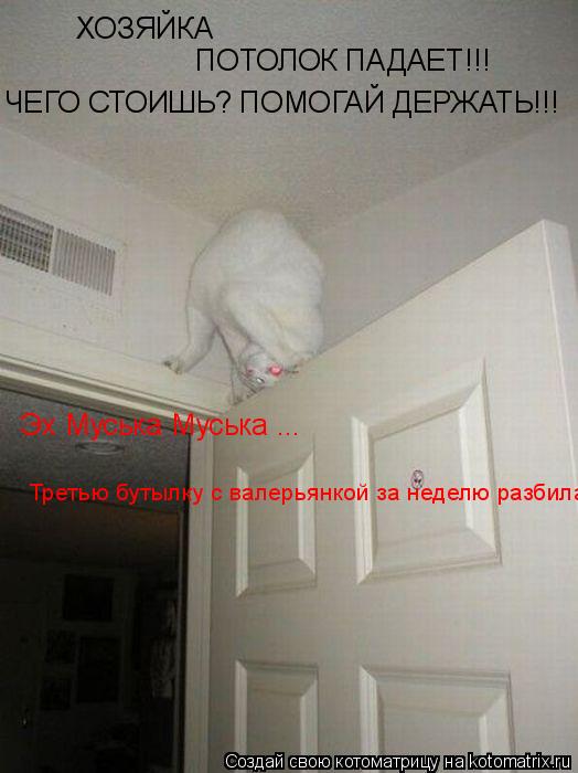 Котоматрица: ХОЗЯЙКА ПОТОЛОК ПАДАЕТ!!! ЧЕГО СТОИШЬ? ПОМОГАЙ ДЕРЖАТЬ!!! Эх Муська Муська ... Третью бутылку с валерьянкой за неделю разбила