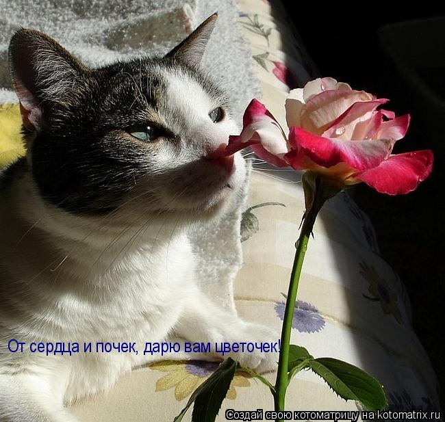 Котоматрица: От сердца и почек, дарю вам цветочек!