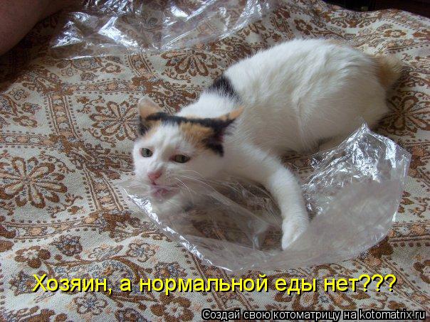 Котоматрица: Хозяин, а нормальной еды нет???
