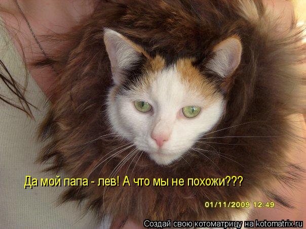 Котоматрица: Да мой папа - лев! А что мы не похожи???