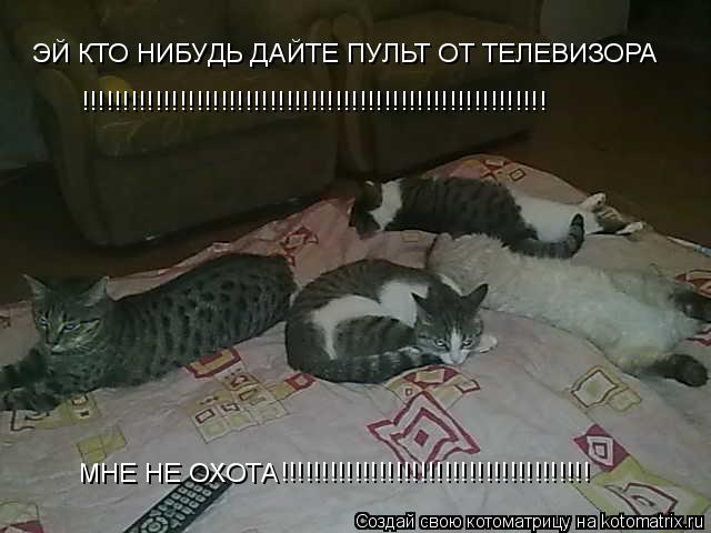 Котоматрица: ЭЙ КТО НИБУДЬ ДАЙТЕ ПУЛЬТ ОТ ТЕЛЕВИЗОРА !!!!!!!!!!!!!!!!!!!!!!!!!!!!!!!!!!!!!!!!!!!!!!!!!!!!!!!!! МНЕ НЕ ОХОТА !!!!!!!!!!!!!!!!!!!!!!!!!!!!!!!!!!!!!!