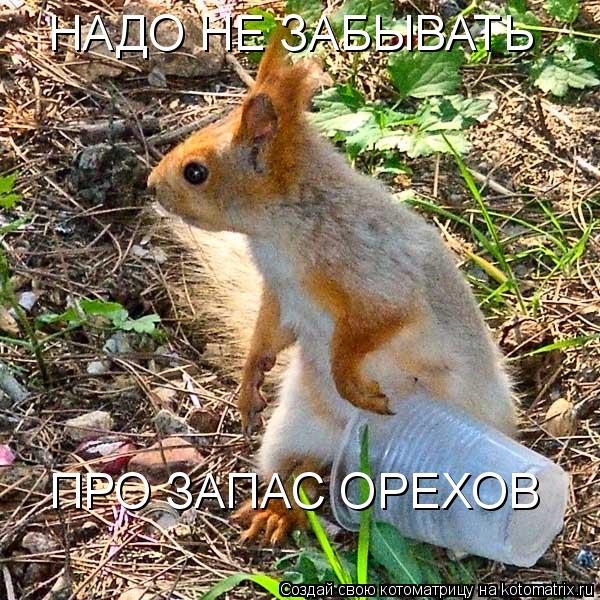 Котоматрица: НАДО НЕ ЗАБЫВАТЬ ПРО ЗАПАС ОРЕХОВ
