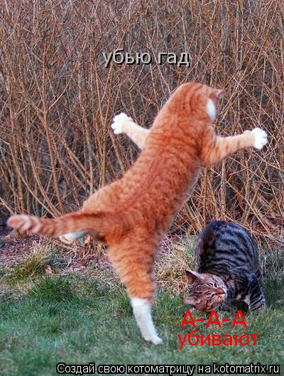 Котоматрица: А-А-А убивают убью гад