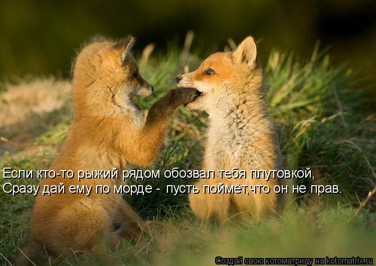 Котоматрица: пусть поймёт,что он не прав. Если кто-то рыжий рядом обозвал тебя плутовкой, Сразу дай ему по морде -