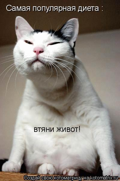 Котоматрица: Самая популярная диета :  втяни живот!