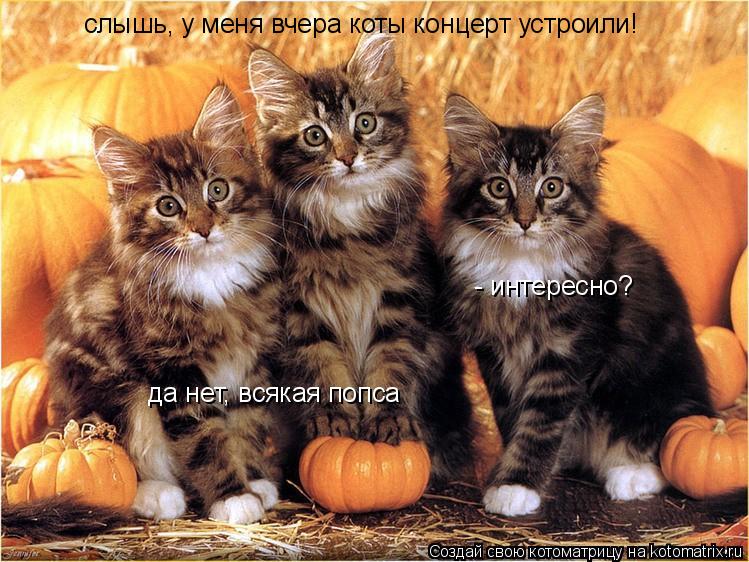 Котоматрица: слышь, у меня вчера коты концерт устроили! - интересно?  да нет, всякая попса
