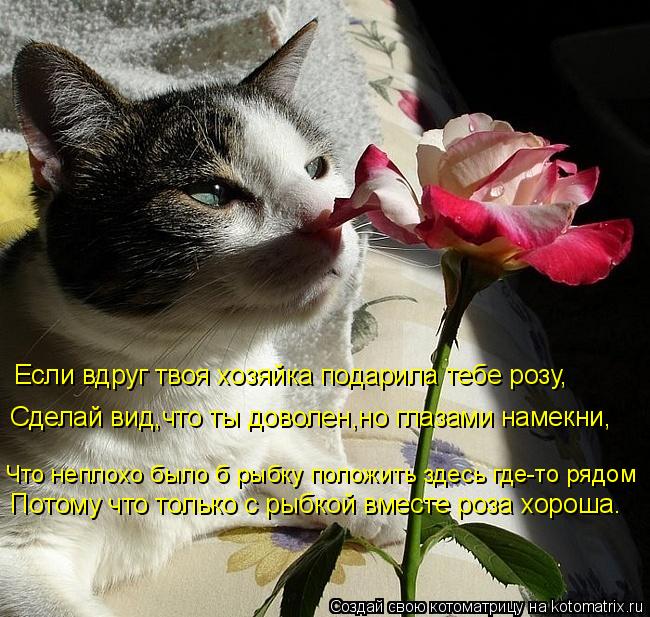 Если вдруг твоя хозяйка подарила тебе розу, Сделай вид,что ты доволен,но глазами намекни, Что неплохо... Котоматрица: Если вдруг твоя хозяйка подарила тебе розу, Сделай вид,что ты доволен,но глазами намекни, Что неплохо было б рыбку положить здесь где-то ряд