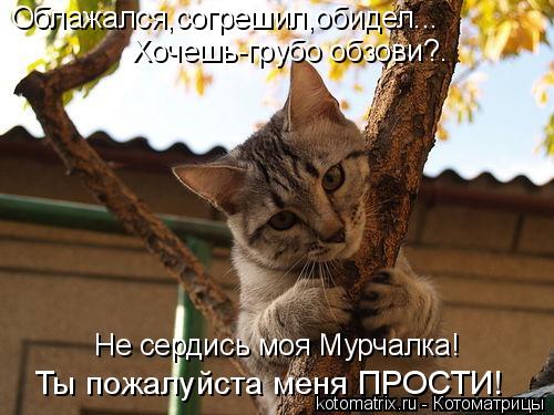 Открытка котенок обиделся Открытка котенок обиделся