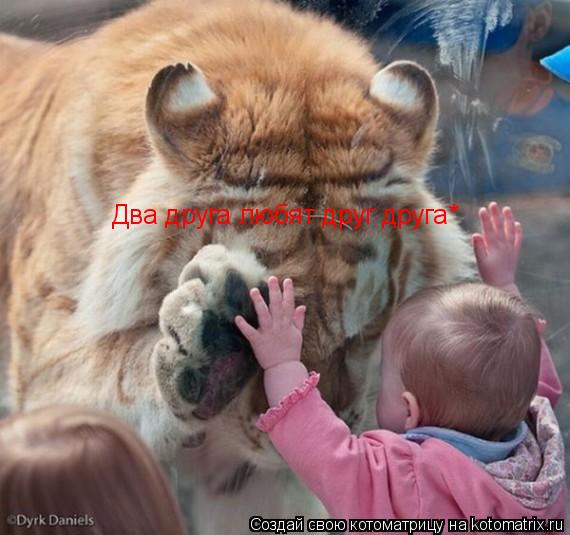 Два друга любят друг друга*... Котоматрица: Два друга любят друг друга*