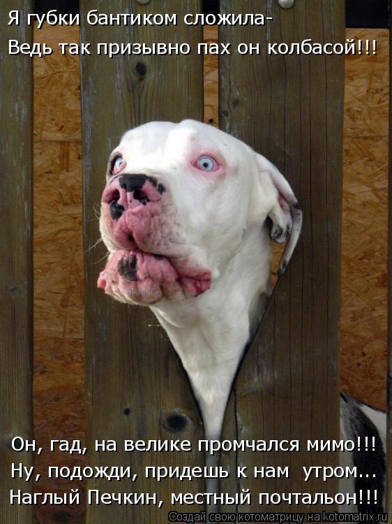 Я губки бантиком сложила- Ведь так призывно пах он колбасой!!! Он, гад, на велике промчался мимо!!! Н... Котоматрица: Я губки бантиком сложила- Ведь так призывно пах он колбасой!!! Он, гад, на велике промчался мимо!!! Ну, подожди, придешь к нам утром... Наглый Пе