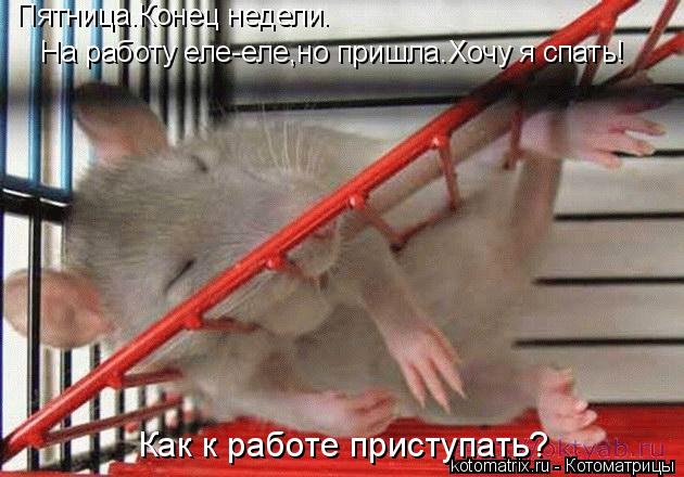 Пятница.Конец недели. На работу еле-еле,но пришла.Хочу я спать! Как к работе приступать?... Котоматрица: Пятница.Конец недели. На работу еле-еле,но пришла.Хочу я спать! Как к работе приступать?