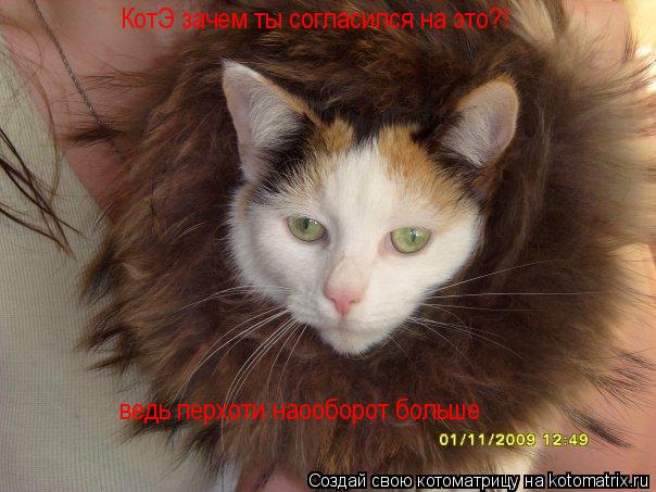 КотЭ зачем ты согласился на это?! ведь перхоти наооборот больше... Котоматрица: КотЭ зачем ты согласился на это?! ведь перхоти наооборот больше