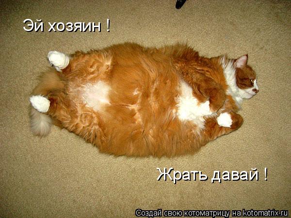 Котоматрица: Эй хозяин ! Жрать давай !