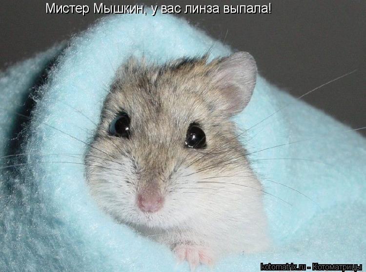 Котоматрица: Мистер Мышкин, у вас линза выпала!