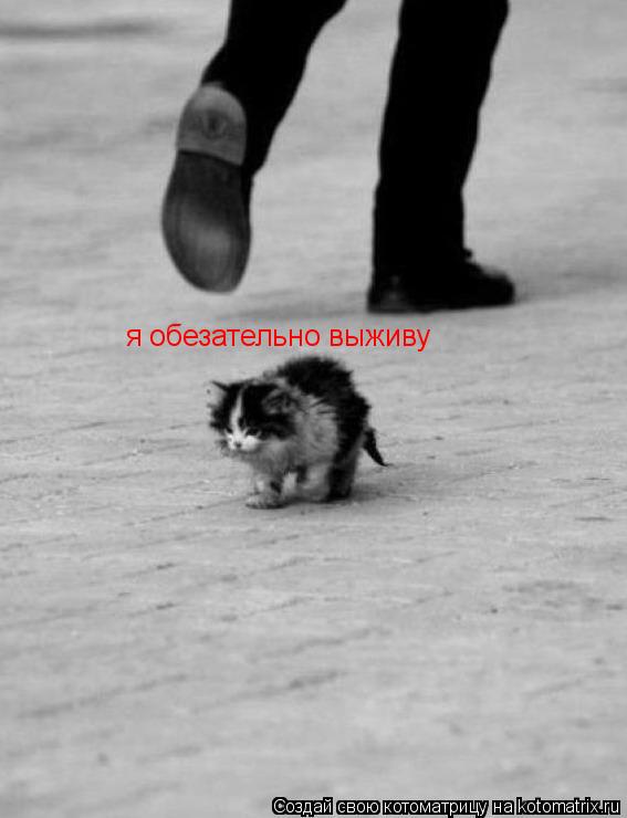 Котоматрица: я обезательно выживу