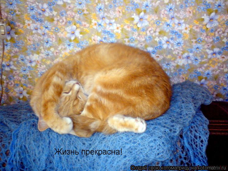 Котоматрица: Жизнь прекрасна!