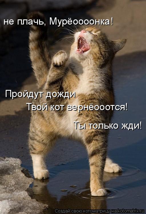 Котоматрица: не плачь, Мурёоооонка!  Пройдут дожди Твой кот вернёооотся! Ты только жди!