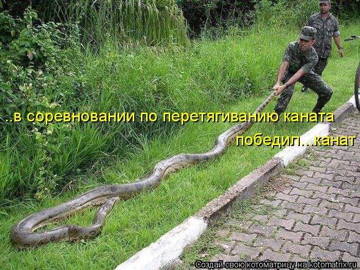Котоматрица: ..в соревновании по перетягиванию каната победил...канат