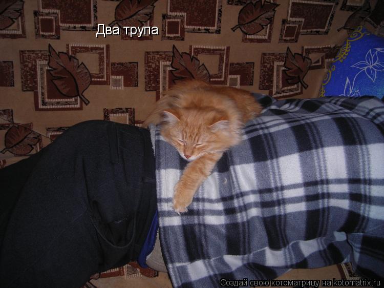 Котоматрица: Два трупа